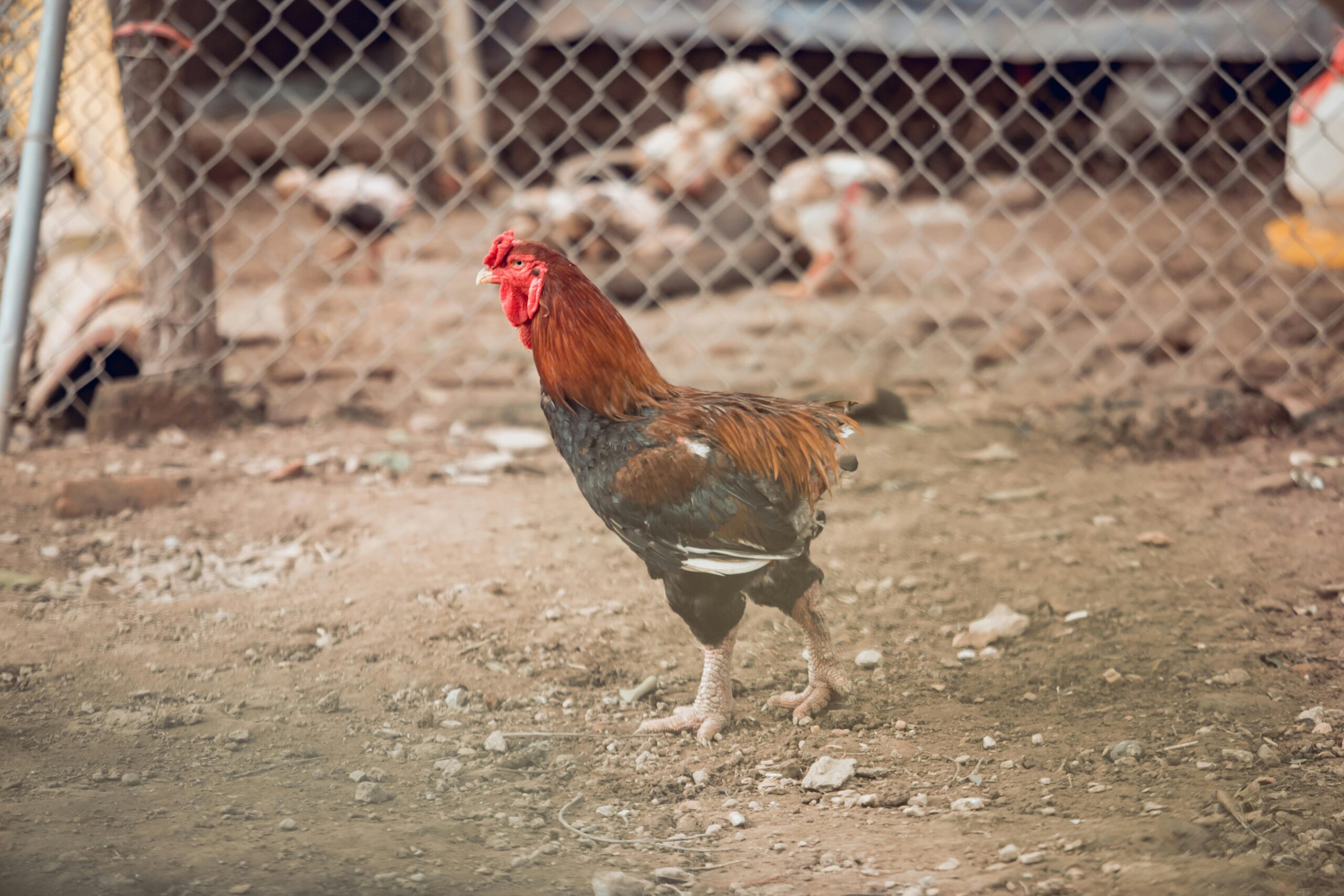 A vivid close-up of a rooster standing on the ground in a farm with a background of a cyclone fence.