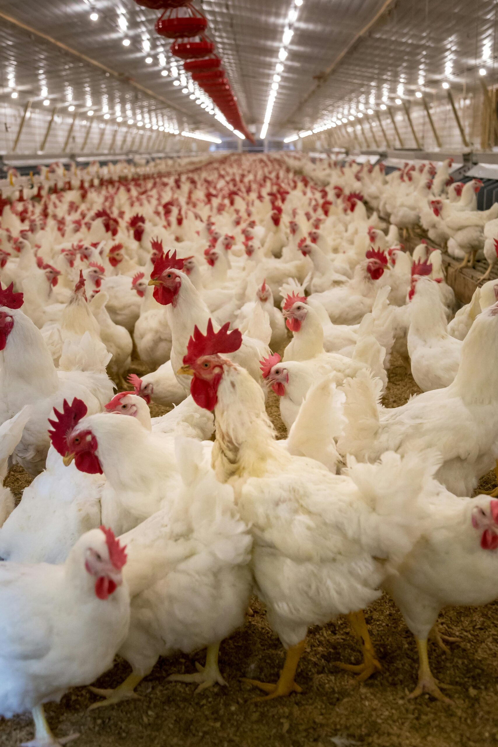 Interior view of a large poultry farm with numerous white chickens under artificial lighting.