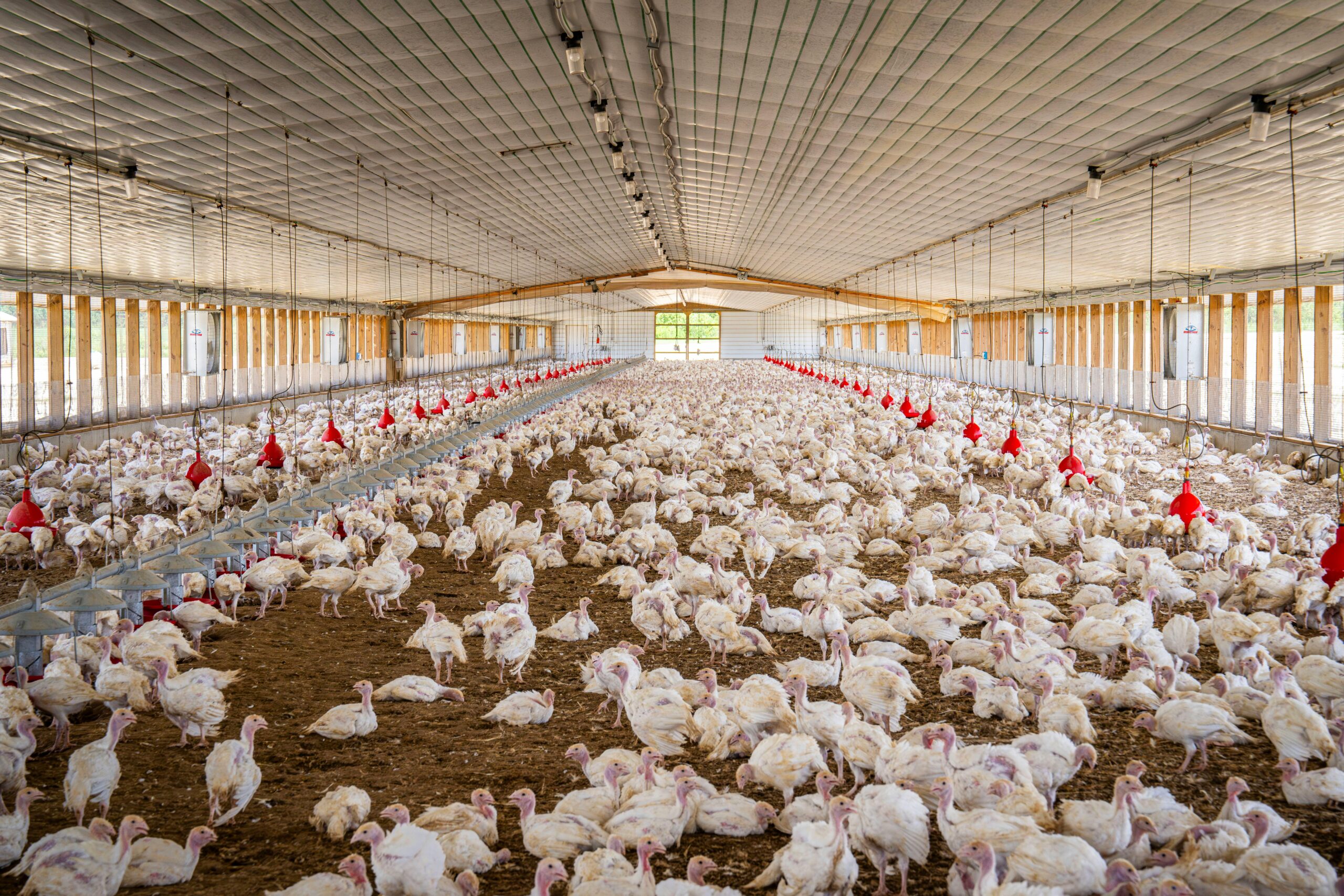 Panoramic view of a large indoor turkey farm filled with numerous turkeys, showcasing poultry farming.